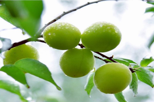 BL小说《青梅呢》书评，作者不三有肆-有文学