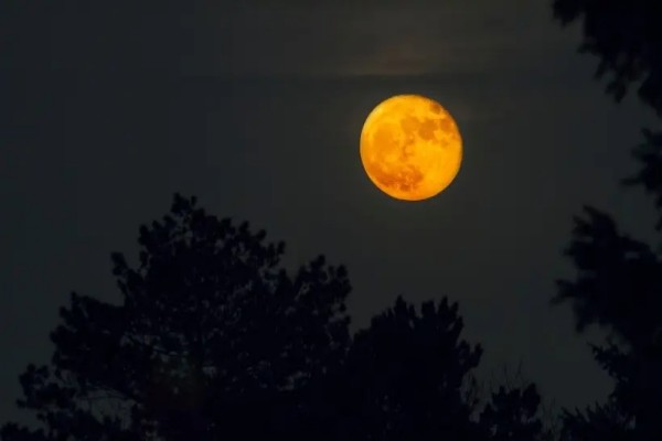 BL小说《偷风不偷月》书评，作者北南（项明章VS沈若臻）-有文学