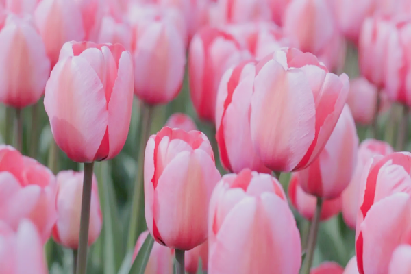 关于小说《在春天》的书评，作者法拉栗（祝佳夕x周砚池）-有文学