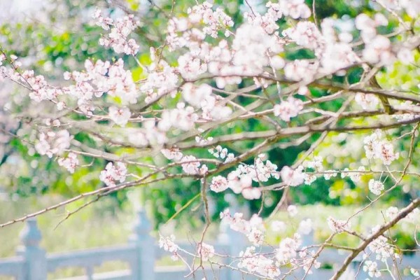 《彼岸花开》小说书评推荐，作者李娲（泽成VS露露）-有文学