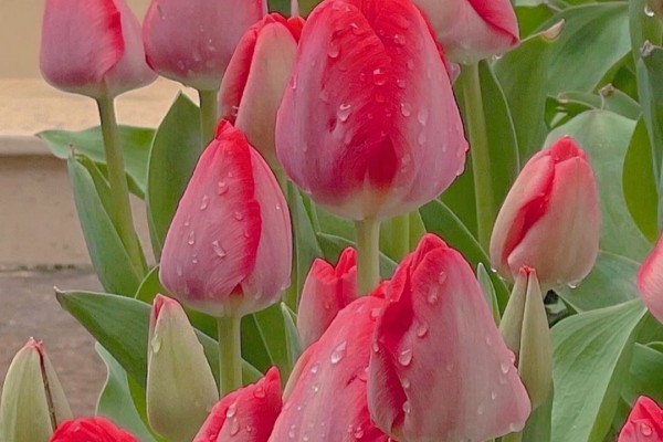 小说《别对我钟情》书评推荐，作者彩虹糖-有文学