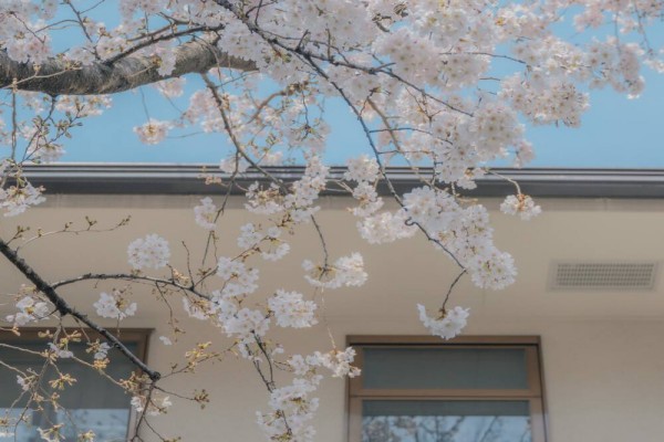 小说《喜过年》书评，作者红酒杯里装狗血-有文学