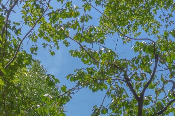 《钟情矣》小说书评，作者砚丞书（喻诗问VS谢珵矣）-有文学