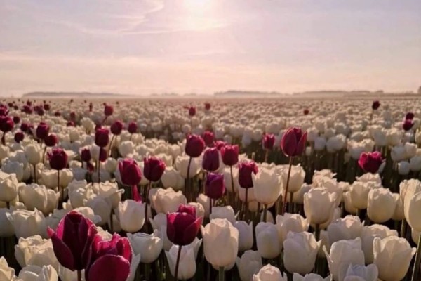 《你是长夜，也是灯火》小说书评，作者岁惟（温凛VS杨谦南）-有文学