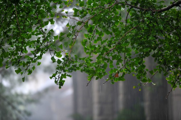 喜酌的小说《潮湿》书评，（甘霖VS驺虞）-有文学