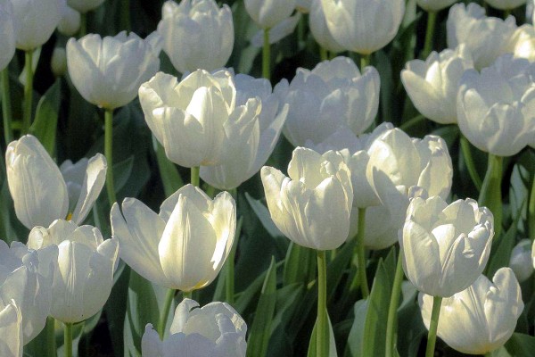 《然后是你》小说书评,作者阿淳,女主莳音-有文学