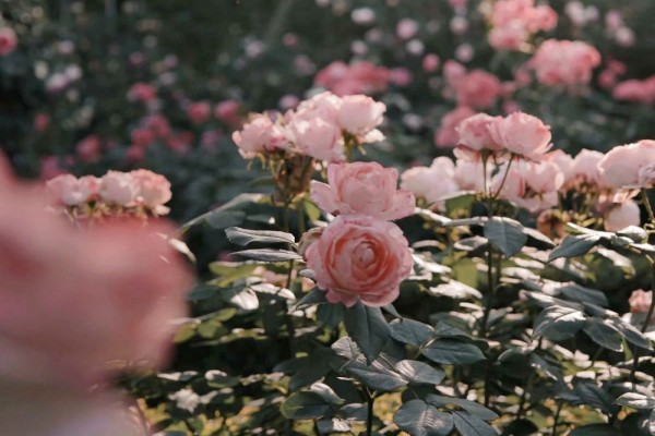 小说《黑色感情线》精彩书评,作者仇若涵-有文学