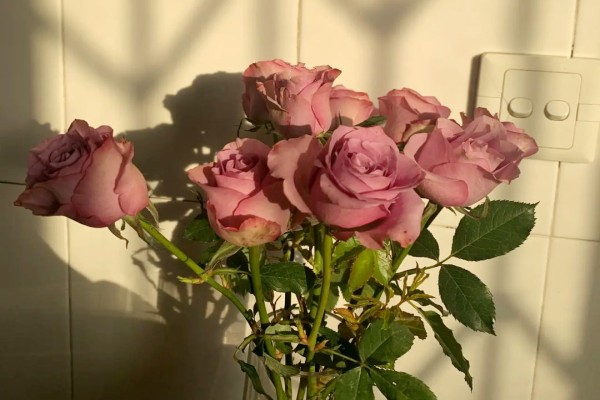 兰思思的小说《寂寞杏花红》书评，（严佳VS方振乾）-有文学