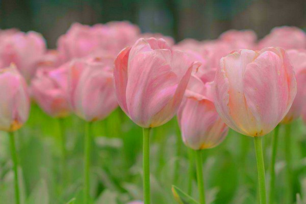 小说《分手预告》精彩书评,作者红酒杯里装狗血-有文学